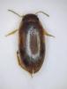 Graptodytes fractus